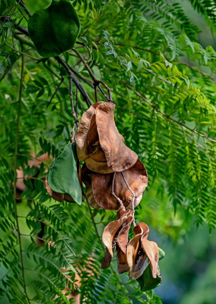 Изображение особи Jacaranda mimosifolia.