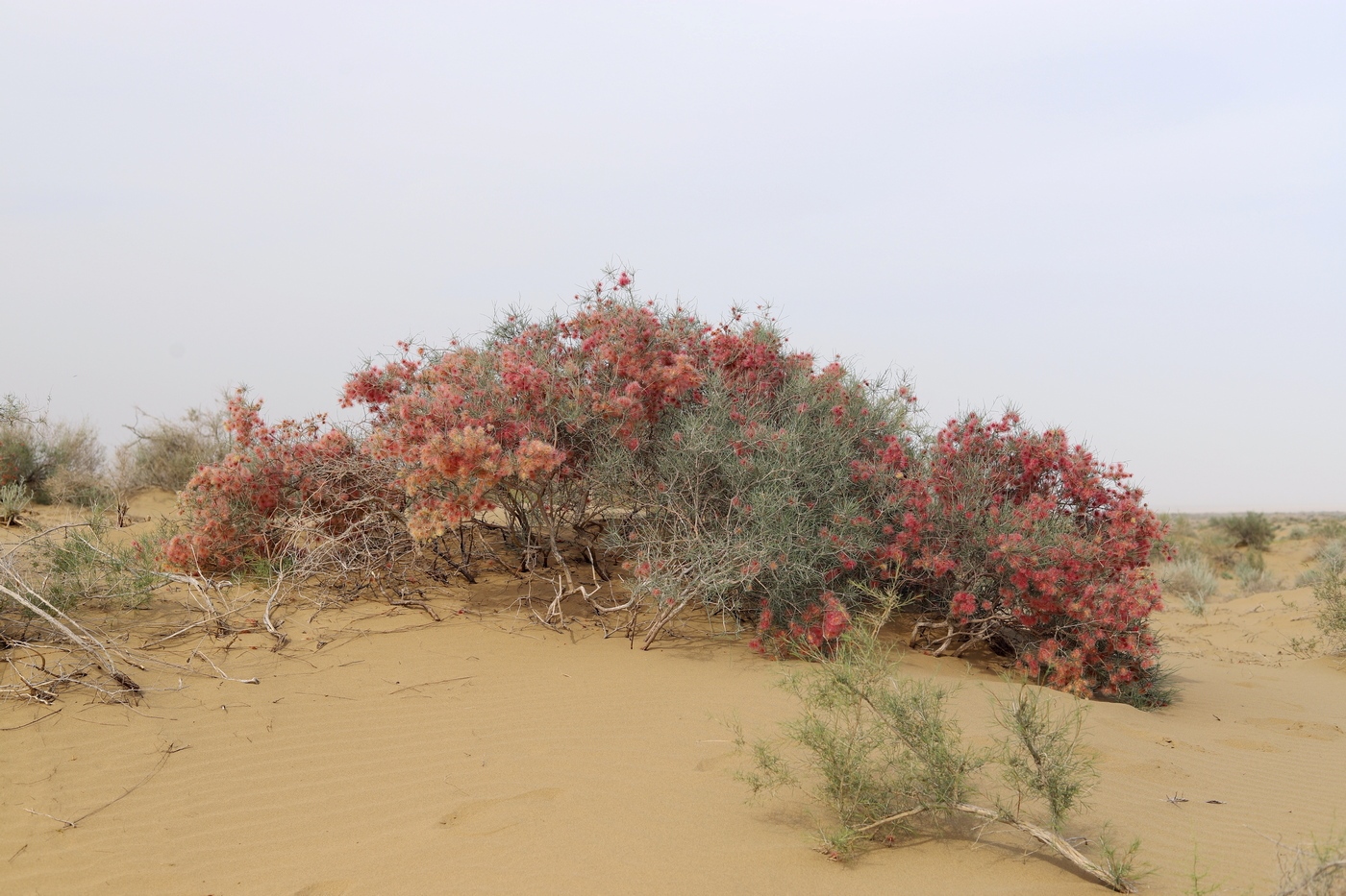 Image of Calligonum setosum specimen.