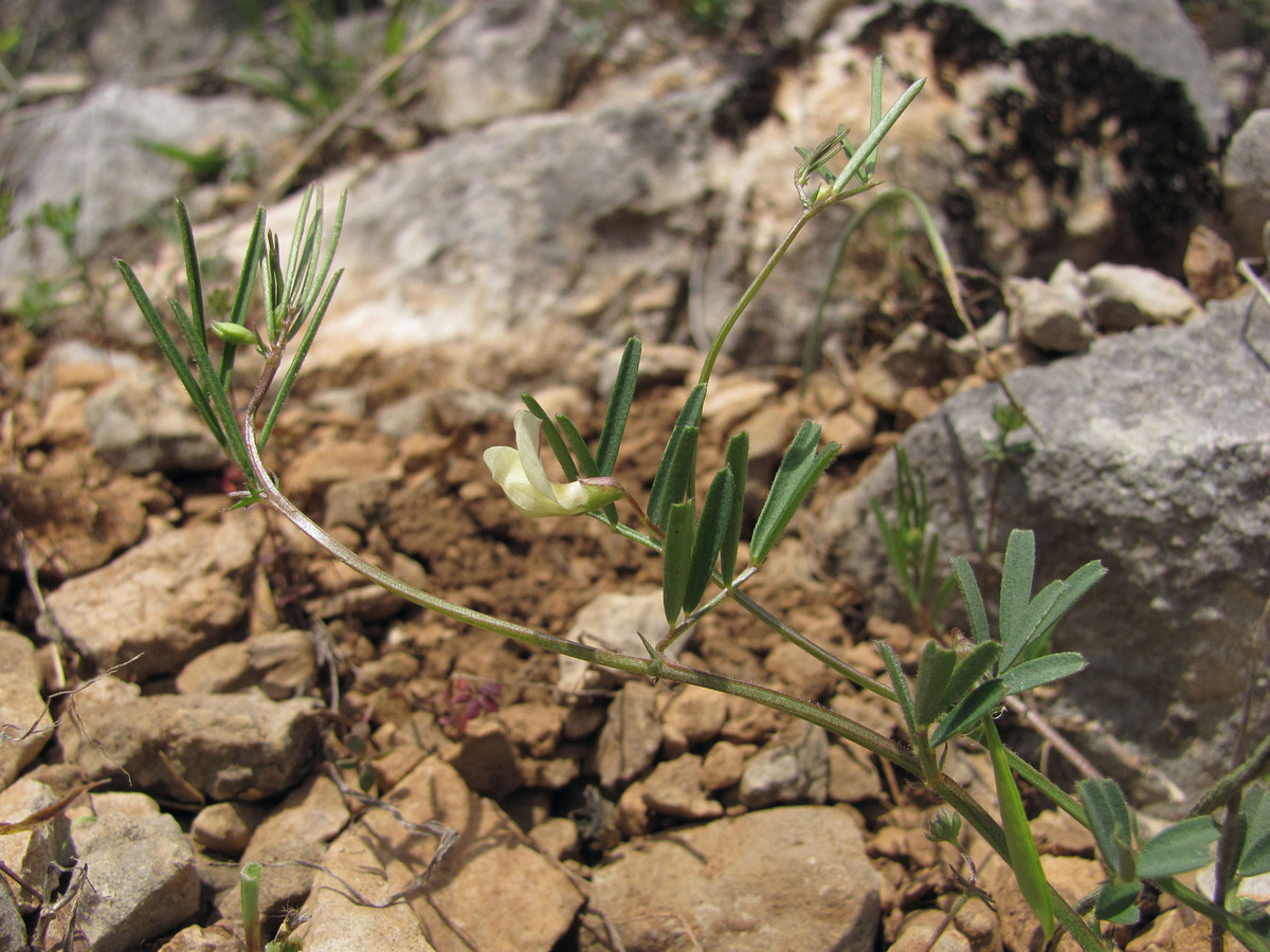 Изображение особи Lathyrus saxatilis.