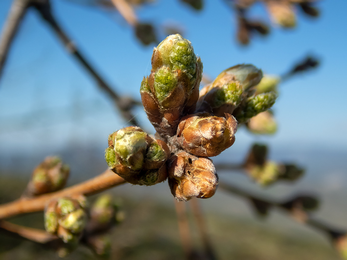 Изображение особи род Quercus.