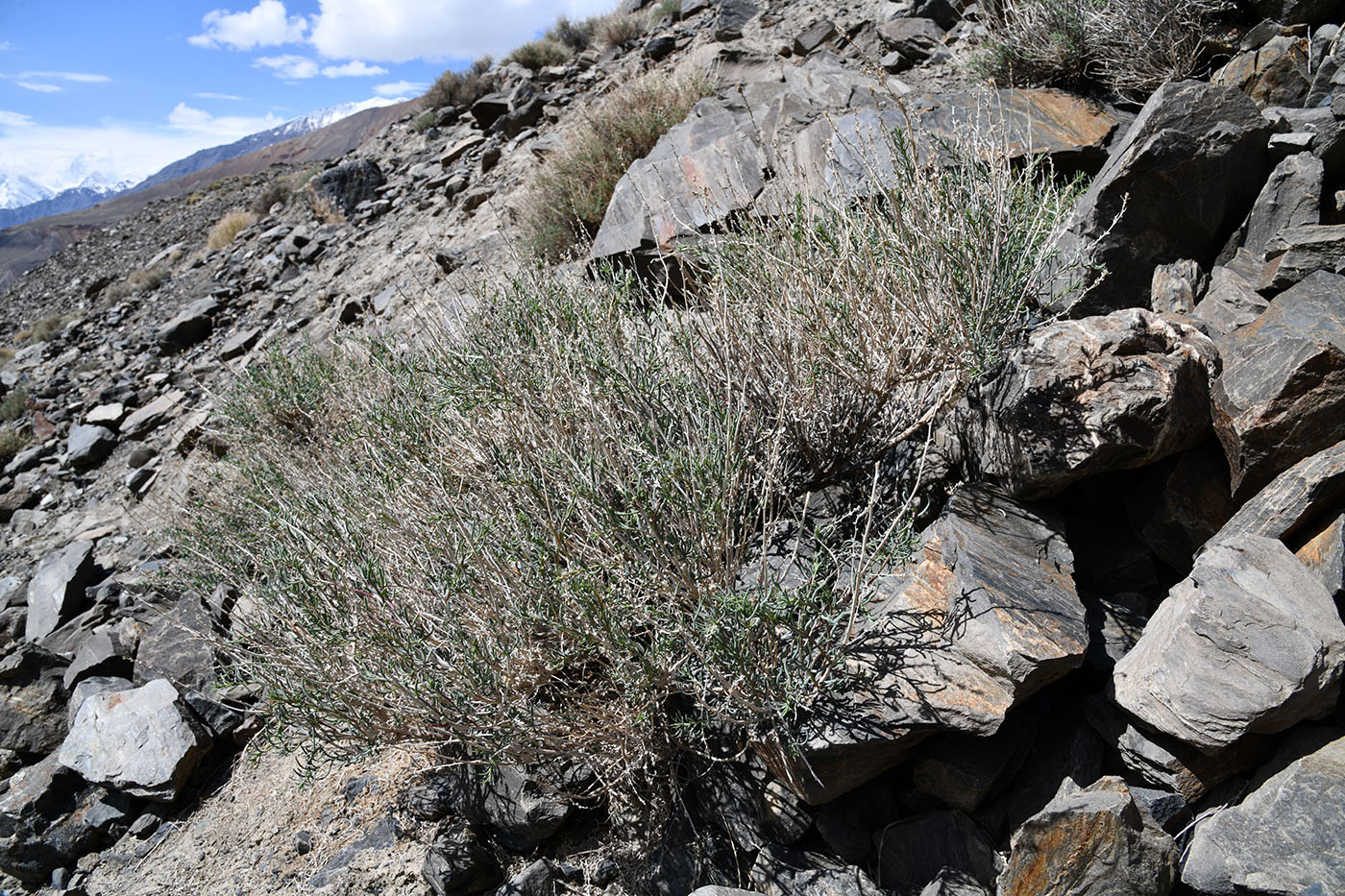 Image of Salsola montana specimen.