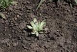 Plantago nivalis