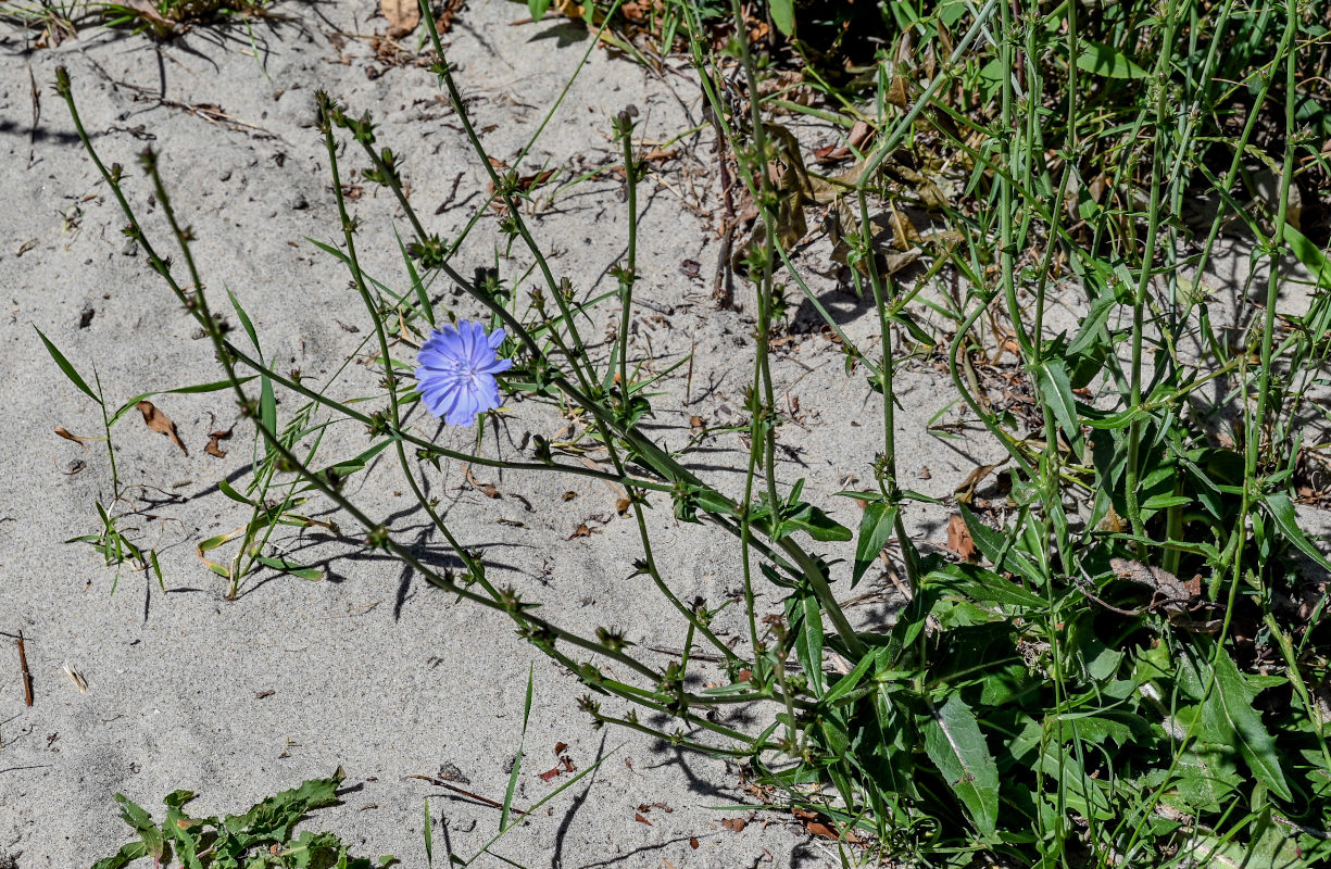 Изображение особи Cichorium intybus.