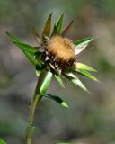 Carlina salicifolia