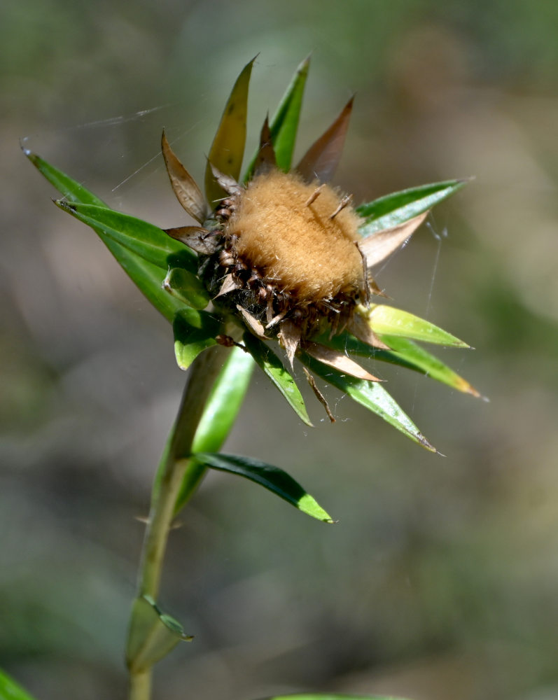 Image of genus Carlina specimen.