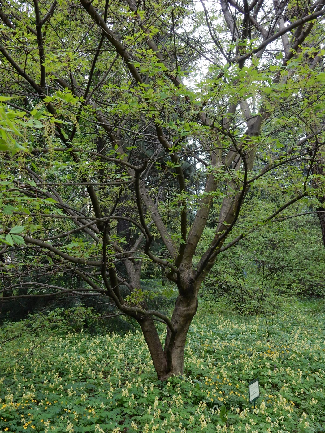 Image of Acer cissifolium specimen.
