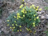 Astragalus dianthoides. Цветущее растение. Кыргызстан, Алайский хр., передовые предгорья, 4 км восточнее Кадамжая, 1090 м, полынно-эфемероидное сообщество. 06.04.2026.