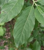 Euonymus europaeus. Лист. Волгоград, берег Волго-Донского канала, между шлюзами №№ 2 и 3, на склоне долины рукотворного ручья. 02.06.2026.