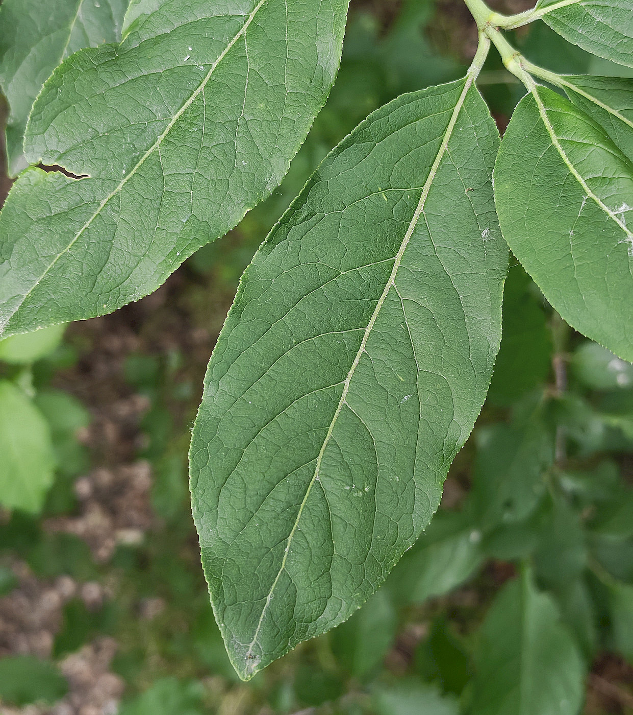 Image of Euonymus europaeus specimen.