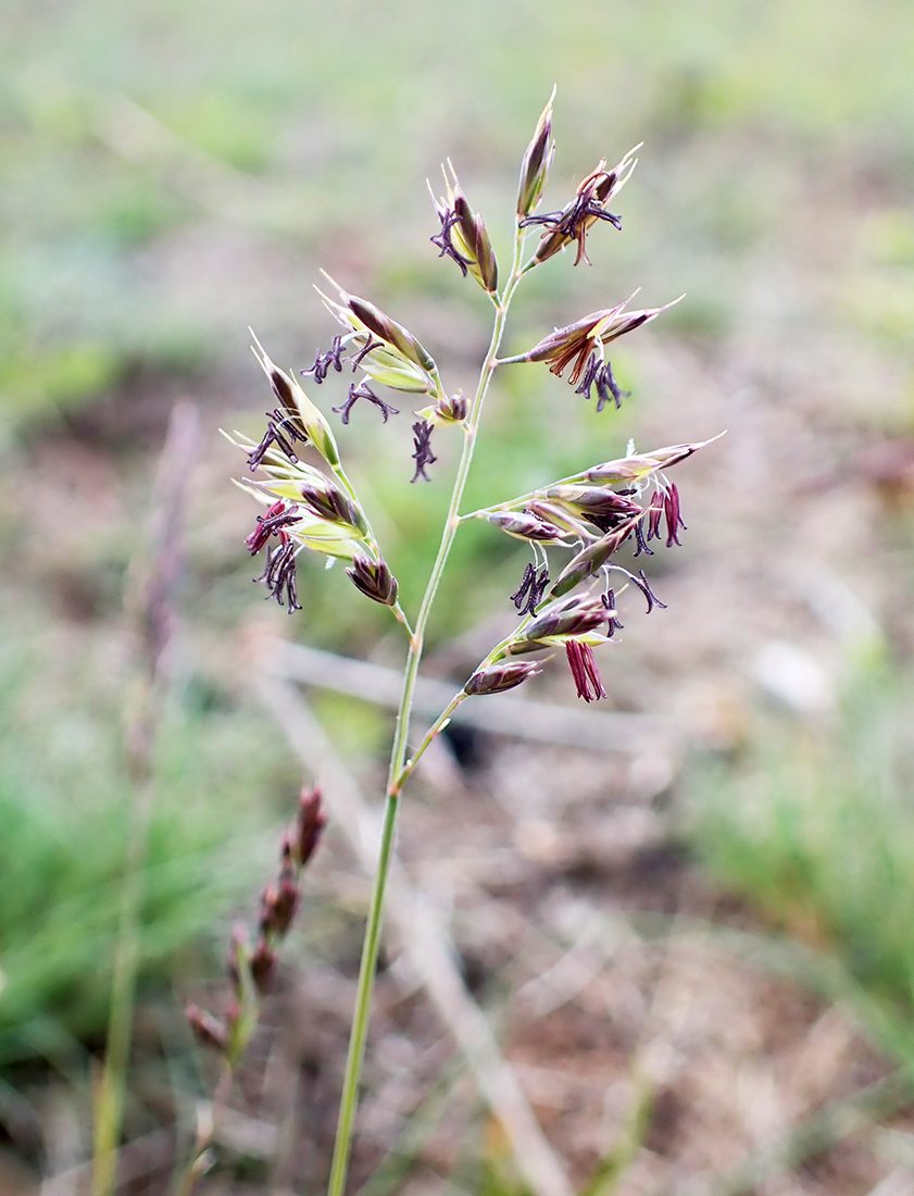 Image of Festuca vorobievii specimen.