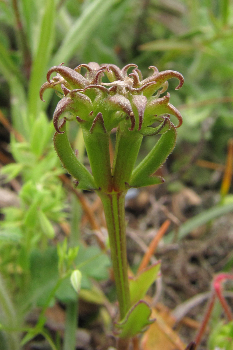 Image of Valerianella echinata specimen.
