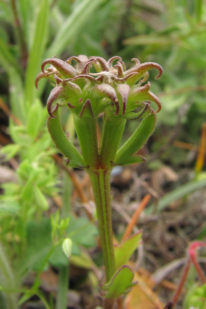 Изображение особи Valerianella echinata.