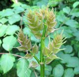 Aralia elata. Молодые листья. Приморский край, Уссурийский гор. округ, окр. с. Каймановка, смешанный лес. 26.10.2026.