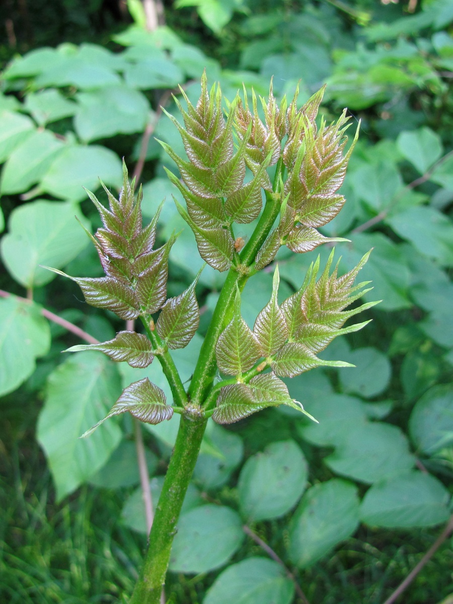Изображение особи Aralia elata.