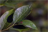 Vaccinium corymbosum