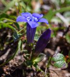 Gentiana jamesii. Цветущее растение. Хабаровский край, р-н имени Лазо, гора Ко, выс. ≈ 1900 м н.у.м., горная тундра. 02.08.2026.