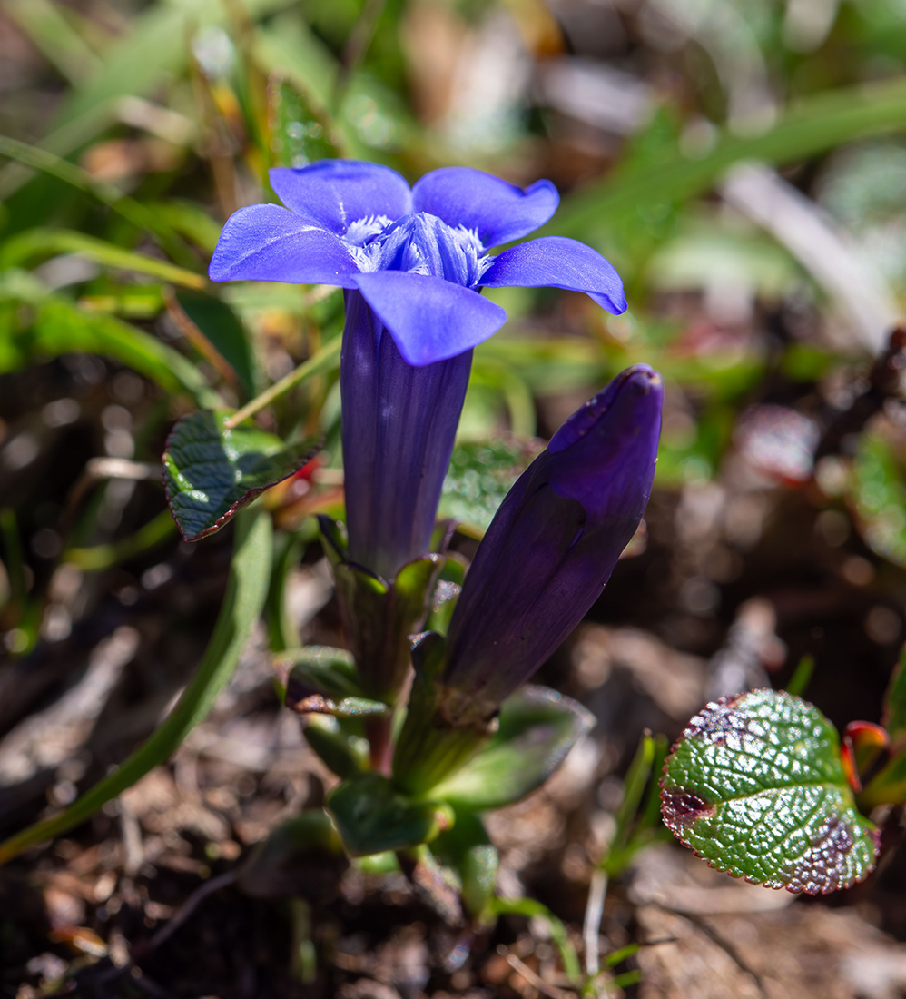 Image of Gentiana jamesii specimen.