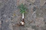 Ornithogalum comosum