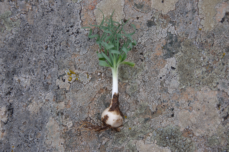 Изображение особи Ornithogalum comosum.