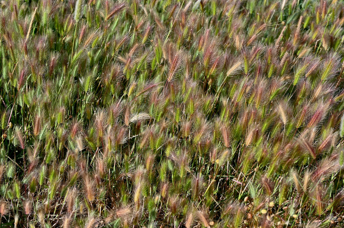 Изображение особи Hordeum leporinum.