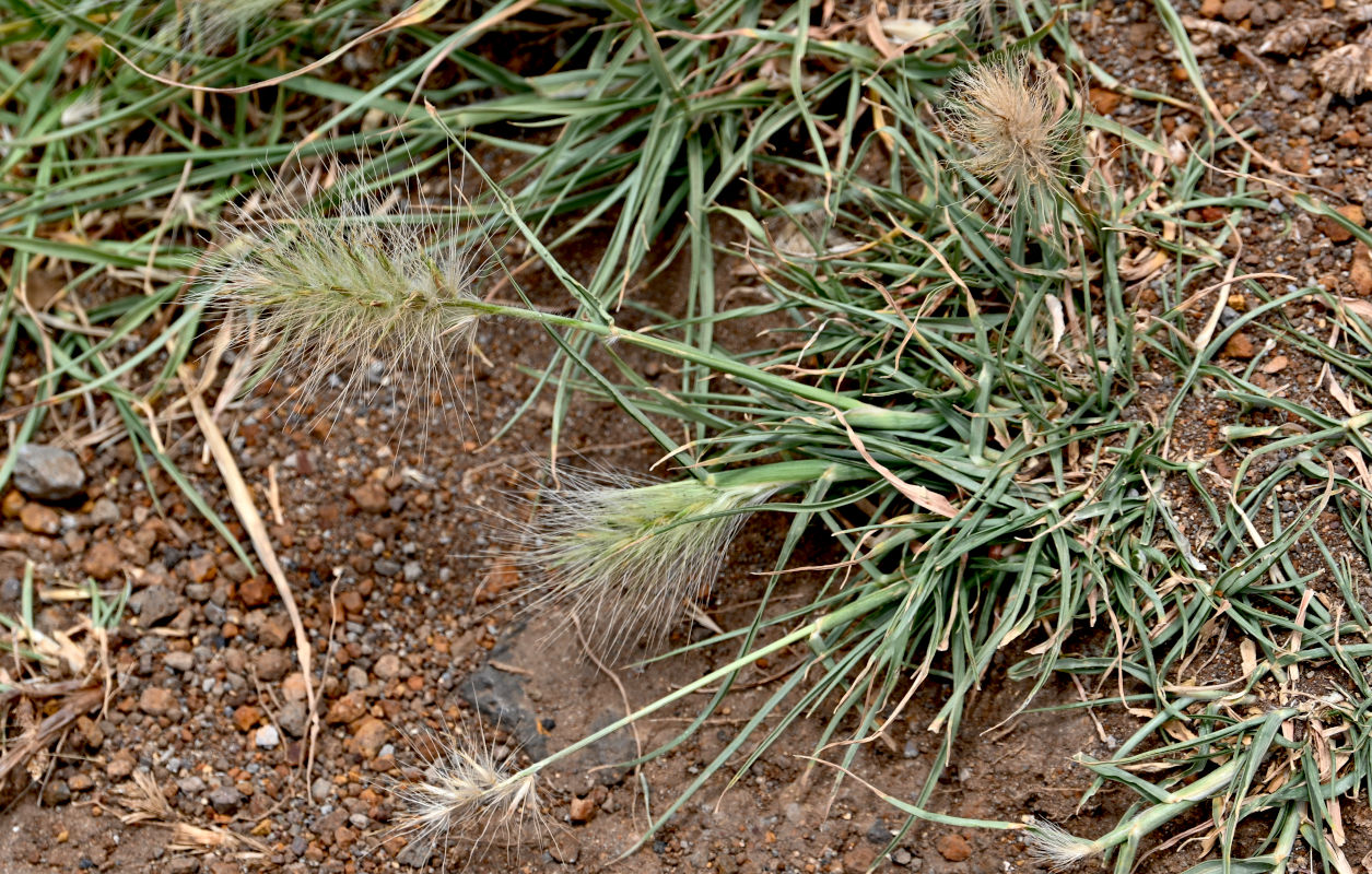 Изображение особи Pennisetum villosum.