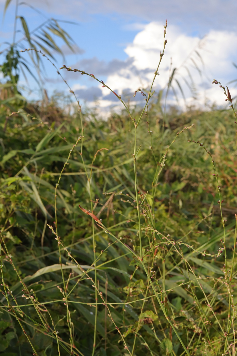 Image of Polygonum patulum specimen.