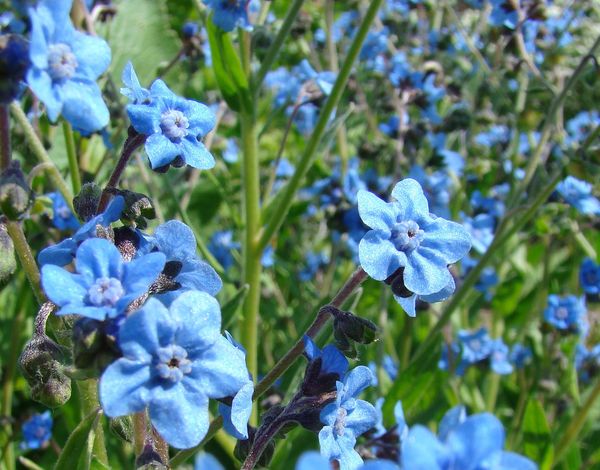 Изображение особи Cynoglossum amabile.