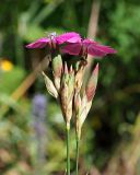 Dianthus borbasii. Соцветие (вид сбоку). Ульяновская обл., Мелекесский р-н, окр. с. Лебяжье, сосновый лес с примесью липы и берёзы на песчаном грунте, зарастающая просека. 09.07.2024.