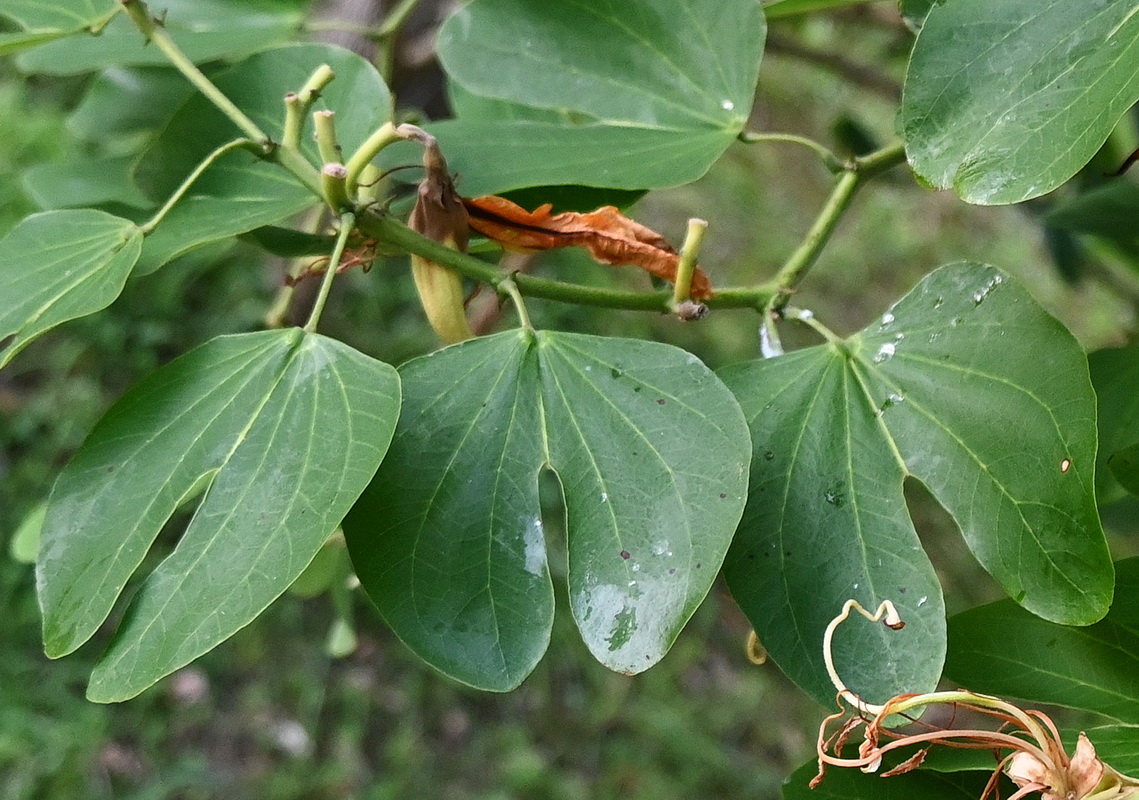 Image of Bauhinia forficata specimen.