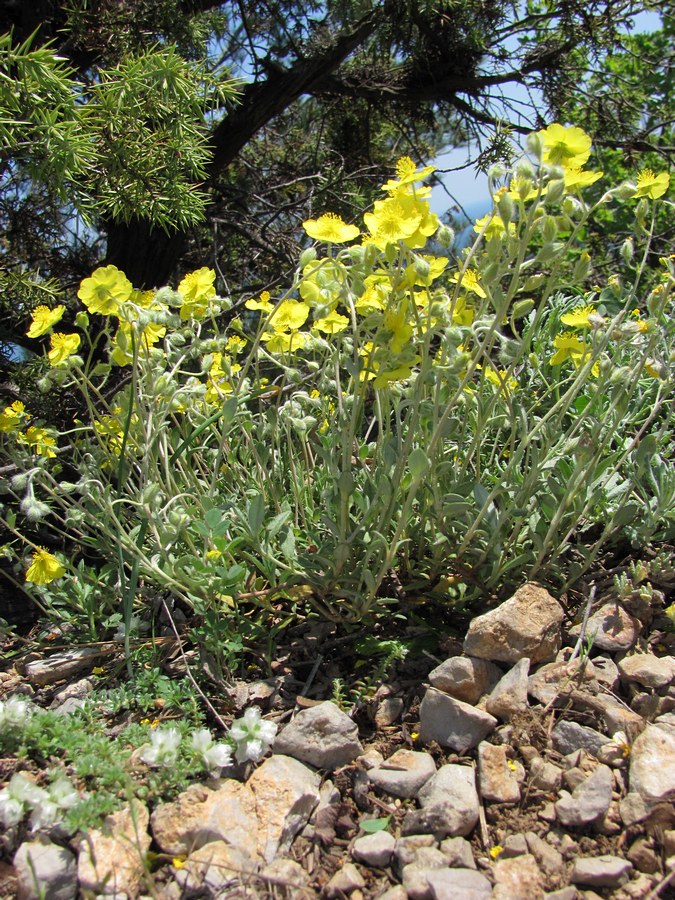Image of Helianthemum georgicum specimen.