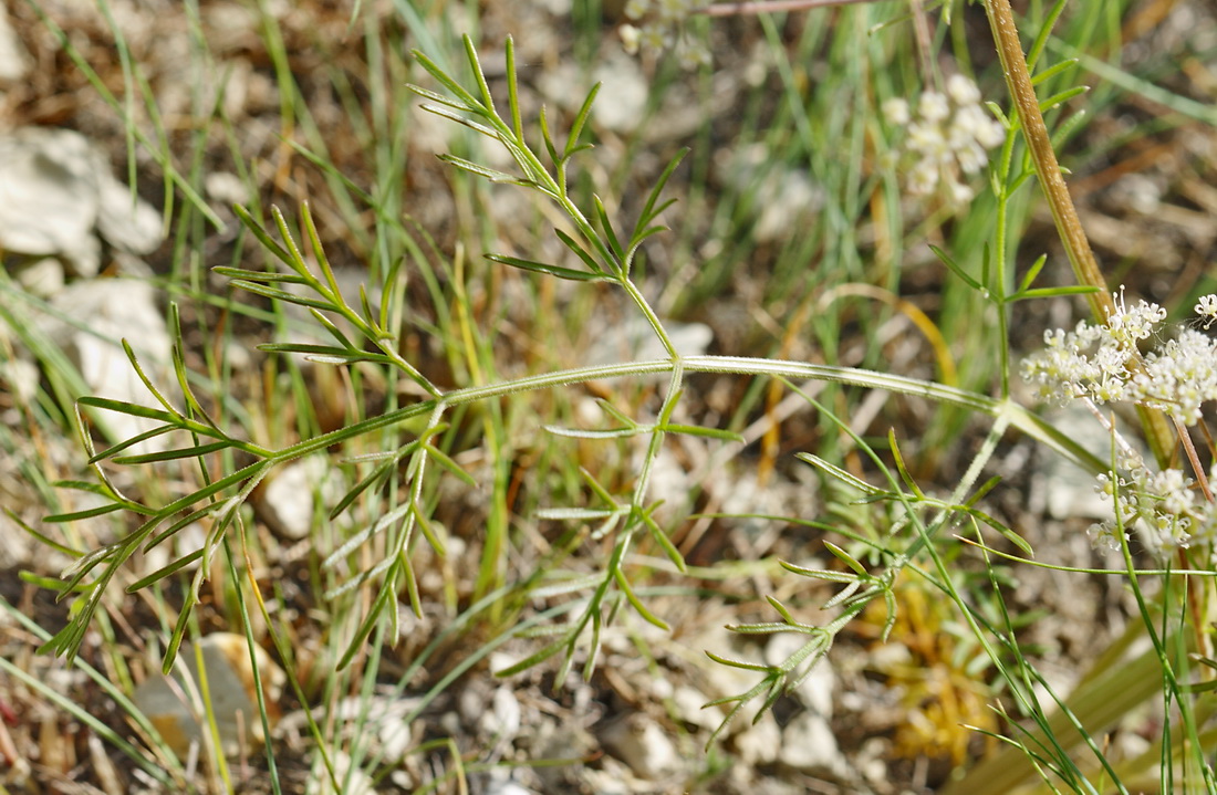 Image of Trinia hispida specimen.