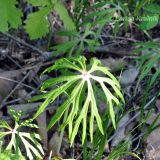 Syneilesis aconitifolia. Растения в начале вегетации. Приморский край, Уссурийский р-н, окр. с. Монакино. 28.05.2011.