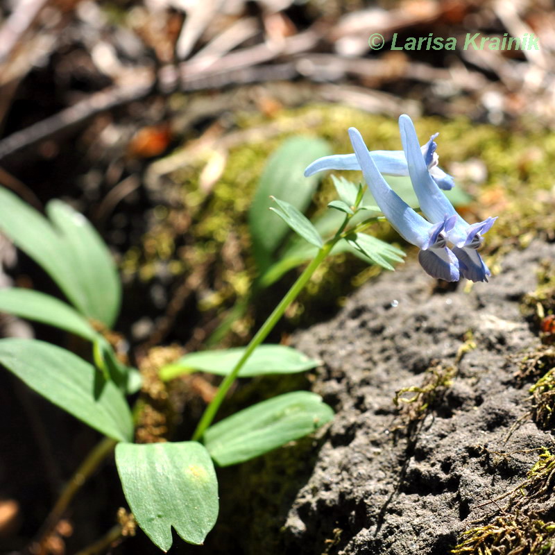 Изображение особи Corydalis ornata.