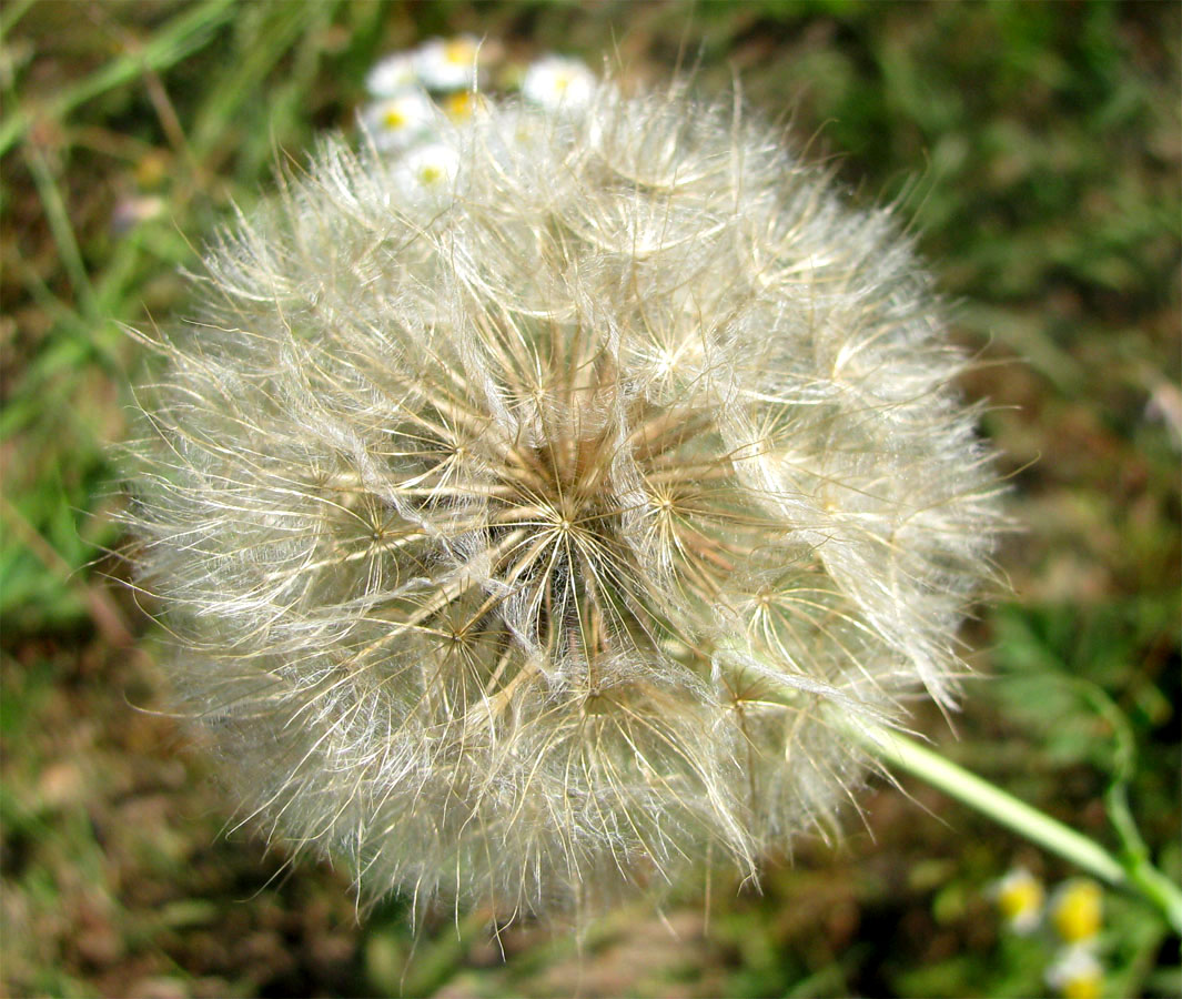 Изображение особи Tragopogon dubius ssp. major.