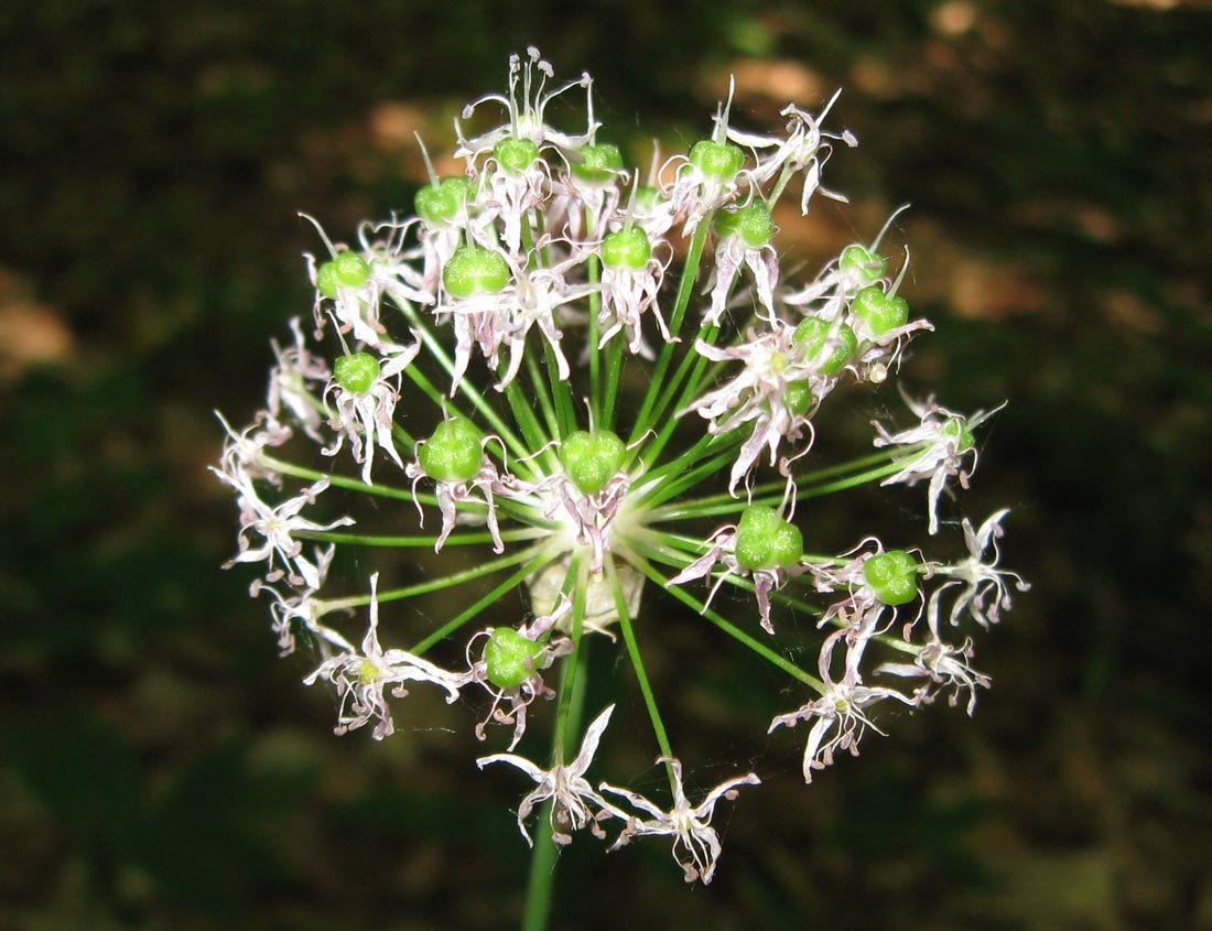 Изображение особи Allium quercetorum.