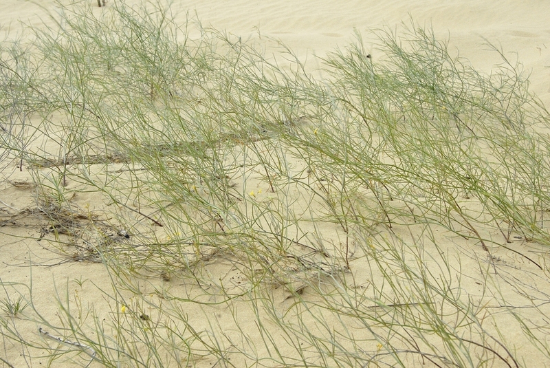Image of Linaria dulcis specimen.
