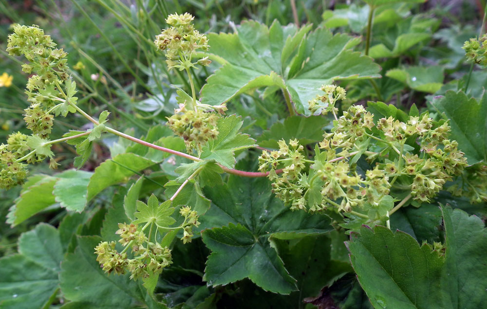 Изображение особи род Alchemilla.