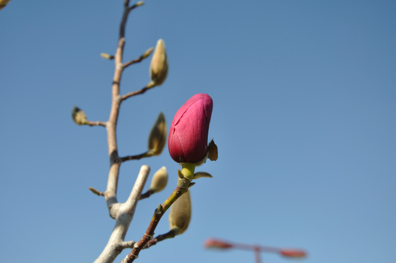 Image of Magnolia &times; soulangeana specimen.