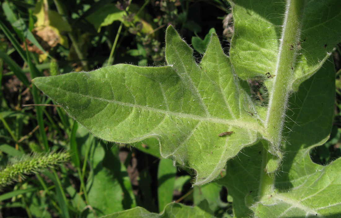 Изображение особи Hyoscyamus niger.