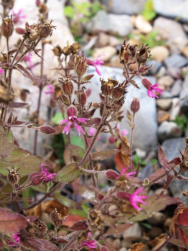 Image of Silene olgae specimen.