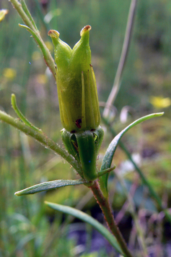 Image of Saxifraga hirculus specimen.