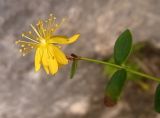 Hypericum nummularium