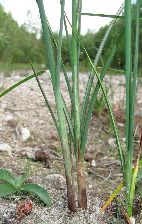 Изображение особи Schoenoplectus lacustris.