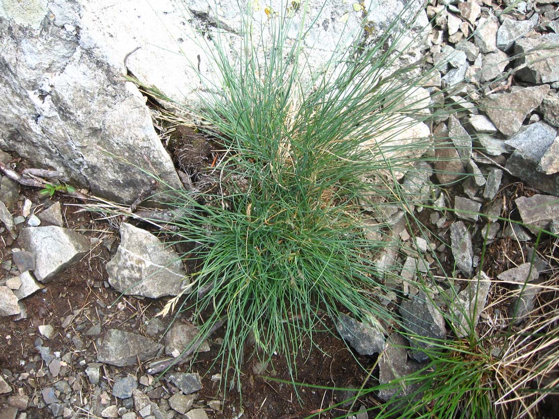 Изображение особи Festuca brunnescens.