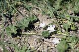 Malva neglecta