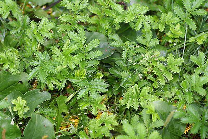 Image of Potentilla anserina specimen.