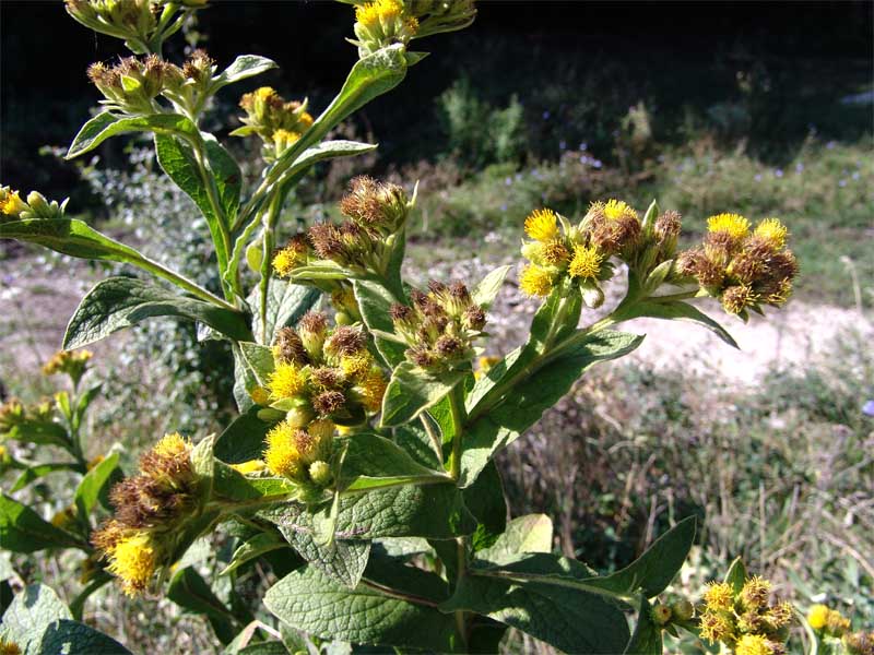 Изображение особи Inula thapsoides.