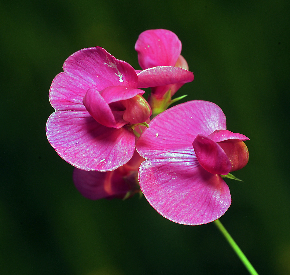 Изображение особи Lathyrus tuberosus.