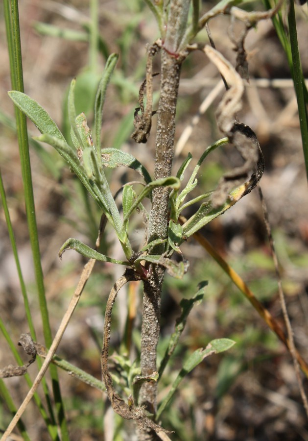 Изображение особи Silene borysthenica.