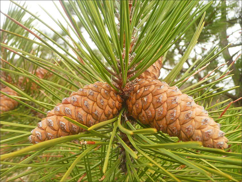 Image of Pinus pallasiana specimen.